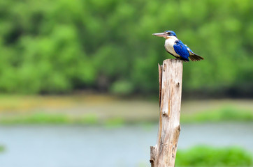 Collared Kingfisher bird on green background.