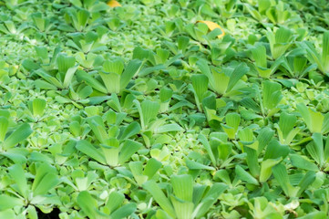 Organic texture of the Pistia plant genus of the family Araceae floating plants pistia layered.