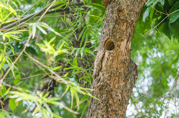 Hole on the tree is the bird's habitat  in the forest far away from the city.