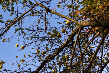 Apfelbaumzweig mit Äpfel als Herbstmotiv. Blauer Himmel im Hintergrund
