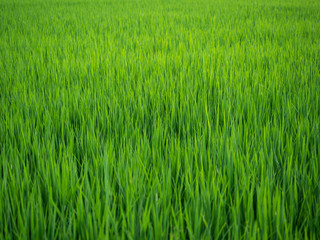 background of green rice field 