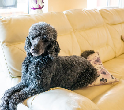 Close focus portrait of a black standard poodle relaxing on a cream leather couch