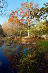 Fototapeta na wymiar franchard pond in autumn season. Fontainebleau forest