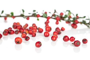 Lot of whole bright wild red rowanberry isolated on white background