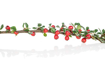 Lot of whole wild red rowanberry branch isolated on white background - obrazy, fototapety, plakaty