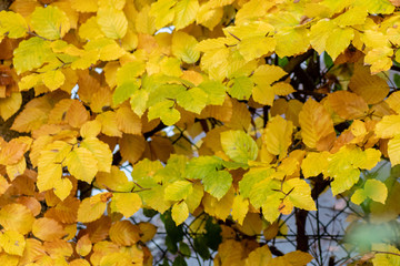 Die Buchenhecke als Herbstmotiv