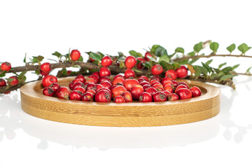 Lot of whole wild red rowanberry heap on round bamboo coaster isolated on white background