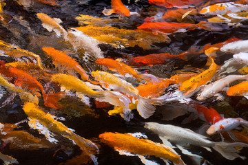Multicoloured Koi Carp swimming in a pool