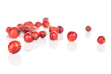 Lot of whole disordered wild red rowanberry isolated on white background