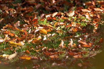 Herbstmotiv mit Herbstlaub auf dem Rasen