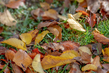 Herbstmotiv mit Herbstlaub auf dem Rasen