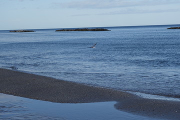 Gabbiano
