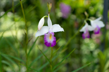 Orquideas