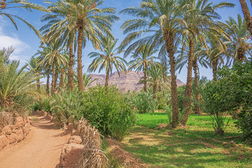 Fototapeta na wymiar Unpaved road and lucerne under palm trees in the Oulad Othmane oasis on road 9 between Agdz and Zagora