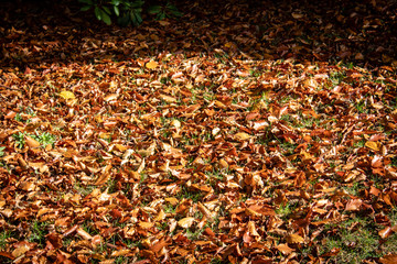 Herbstmotiv mit Herbstlaub auf dem Rasen