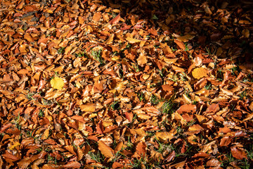 Herbstmotiv mit Herbstlaub auf dem Rasen