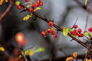 Herbst und Wintermotiv mit Feuerdornzweig mit Regentropfen