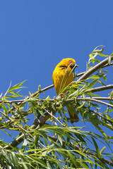 Male Cape Weaver,  Ploceus capensis, with nesting material in its beak perched on Weeping Willow Tree