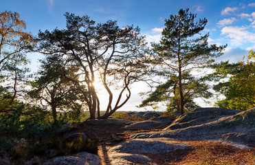 Obraz premium Gorges de Franchard in the french Gatinais regional nature park