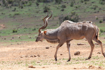 Greater Kudu bull, Tragelaphus strepsiceros, Addo Elephant National Park, Eastern Cape, South Africa