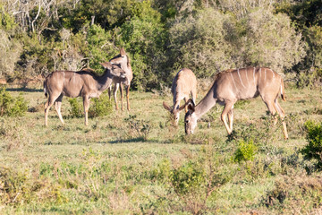 Naklejka na ściany i meble Herd of Greater Kudu cows, Tragelaphus strepsiceros, grazing, Addo Elephant National Park, Eastern Cape, South Africa