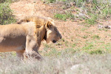 Obraz premium Young male lion, Panthera leo, hunting in Addo Elephant National Park, Eastern Cape, South Africa
