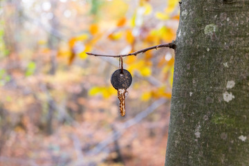 Old key is hanging on the tree
