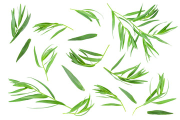 tarragon or estragon isolated on a white background. Artemisia dracunculus