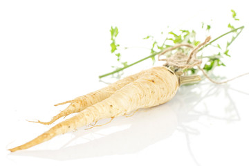 One whole light hamburg white parsley root with straw rope isolated on white background