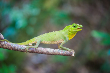 Reptil Leguan