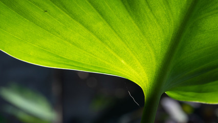 Fototapeta premium Green leaf