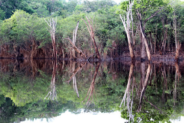 beautiful reflection of trees in the river - Rio Negro, Amazon, Brazil, South America