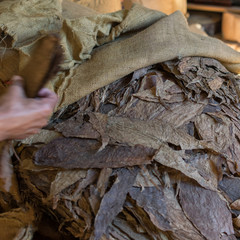 dried tobacco leaves