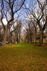 A green field pathway and some foliage in the middle of some drought trees at Central Park, New York City