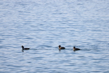 Harlequin ducks (Histrionicus histrionicus) swimming on the sea surface. Two ducks follow the drake. Group of wild ducks in natural habitat.