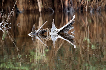 beautiful reflection of trees in the river - Rio Negro, Amazon, Brazil, South America