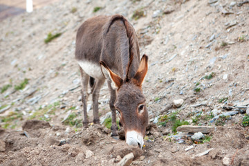 Donkey (Equus asinus asinus)