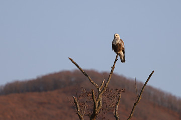 Eastern buzzard or Japanese buzzard   (Buteo japonicus) sitting on tree branch on blurred background of autumn yellow-brown forest and sky. Bird of prey in natural habitat.