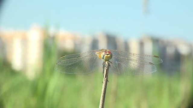 Dragonfly is order Odonata, sitting on dry stem of grass against blue sky and of background city. Macro insect. View macro in wildlife