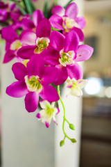 Purple orchid close up macro