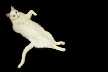 Cute, cat, multi-colored on a colored yellow background. multi-colored cat with beautiful eyes. Copy space.