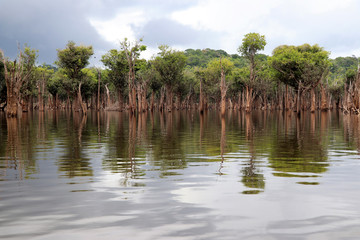 beautiful reflection of trees in the river - Rio Negro, Amazon, Brazil, South America