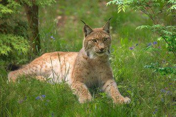 The common red lynx lies in the grass on a sunny summer day. Portrait of a lynx on a background of green grass, forest. Inhabitant of the forest. Predator.