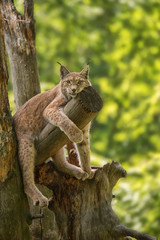 On a sunny summer day, an ordinary lynx lies on a tree. Portrait of a lynx on the background of the forest. A resident of the forest. Predator. Eurasian lynx - wild cat.  © myschka79