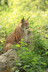 An ordinary lynx sits sideways in the grass on a sunny summer day. Portrait of a lynx on a background of stones, green grass, forest. A resident of the forest. Predator. Eurasian lynx - wild cat