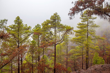 Gran Canaria, November