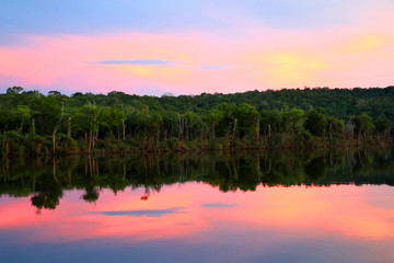 Fototapeta premium beautiful reflection of trees in the river - Rio Negro, Amazon, Brazil, South America