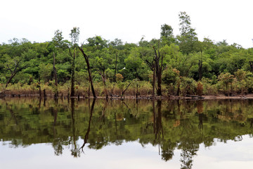 Fototapeta na wymiar beautiful reflection of trees in the river - Rio Negro, Amazon, Brazil, South America