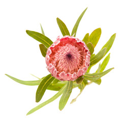 pink protea flower