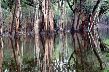 beautiful reflection of trees trunks in the river - Rio Negro, Amazon, Brazil, South America